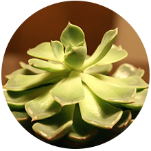 よくある質問 植物編 多肉植物 サボテンの専門通販 Solxsol