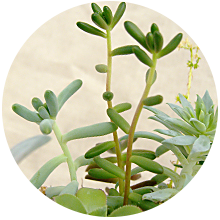 よくある質問 植物編 多肉植物 サボテンの専門通販 Solxsol